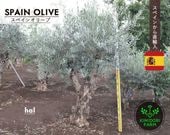 ���ڥ��󥪥꡼�� ���� HAL ����ܥ�ĥ꡼ ���꡼�֤��� ��200cm ľ͢ ���� ���� �Ͽ��� ���� ���� ����ʪ �� ���ز�ǽ ���� ���� ���� ���� �����ǥ˥� ���꡼�֤μ� ���� ��ǰ�� � �ץ������� �������ƥꥢ ���� ���� ���ʼ�