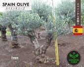 ���ڥ��󥪥꡼�� ���� IVAN ����ܥ�ĥ꡼ ���꡼�֤��� ��100cm ľ͢ ���� ���� �Ͽ��� ���� ���� ����ʪ �� ���ز�ǽ ���� ���� ���� ���� �����ǥ˥� ���꡼�֤μ� ���� ��ǰ�� � �ץ������� �������ƥꥢ ���� ���� ���ʼ�