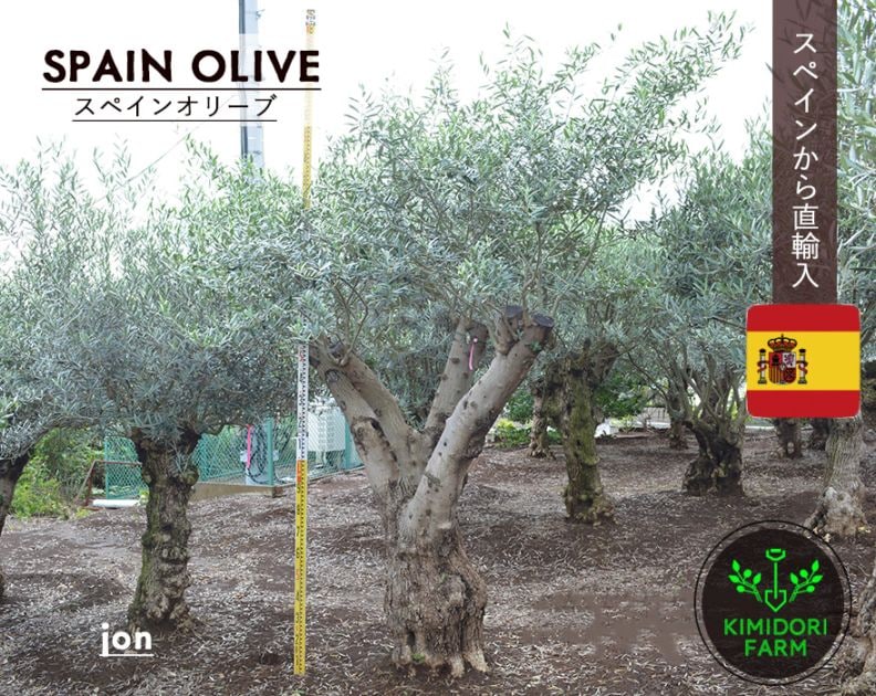 スペインオリーブ 古木 JON シンボルツリー オリーブの木 約280cm 直輸