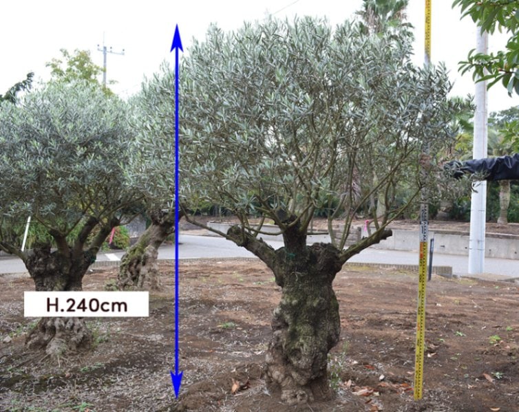 オリーブ古木　今週末まで 樹齢250年 古木オリーブ #古木オリーブ #オリーブ古木 #オールド
