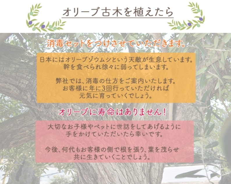 スペインオリーブ 古木 332396k オリーブの木 植木 庭木