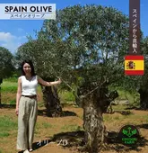 ���꡼�� D ��250cm ���ڥ��� ľ͢ ���� ���� ���� �Ͽ��� ���� ���ز�ǽ ���� ���� ����ܥ�ĥ꡼ ���� �����ǥ˥� ���м� �� ���� � �衼���å� �ץ������� ���� ���� �� �����ǥ� ���� Ź�� ���� �¤��ʤ��� ���꡼�֤��� ���꡼�֤μ�