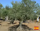 ���ڥ��󥪥꡼�֡����ڡ�M ��300cm ľ͢ ���� �Ͽ��� ���� ���� ����ʪ �� ���ز�ǽ ���� ���� ����ܥ�ĥ꡼ ���� ���� �����ǥ˥� ���꡼�֤��� ���꡼�֤μ� ���� ��ǰ�� � �ץ������� �������ƥꥢ ���� ���� ���ʼ�