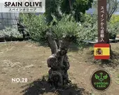 ���ڥ��󥪥꡼�� ���� NO.28 ���꡼�֤��� ����ܥ�ĥ꡼ ͢�� ���� ���� ���� �����ǥ˥� olive ����