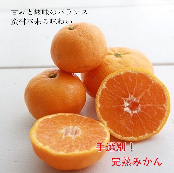 <11月下旬～12月上旬発送> 「きみの完熟ミカン（早生完熟）」　ご家庭用　