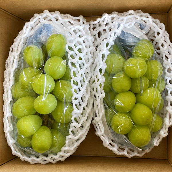 【数量限定】　きみのブドウ（シャインマスカット）ご家庭用