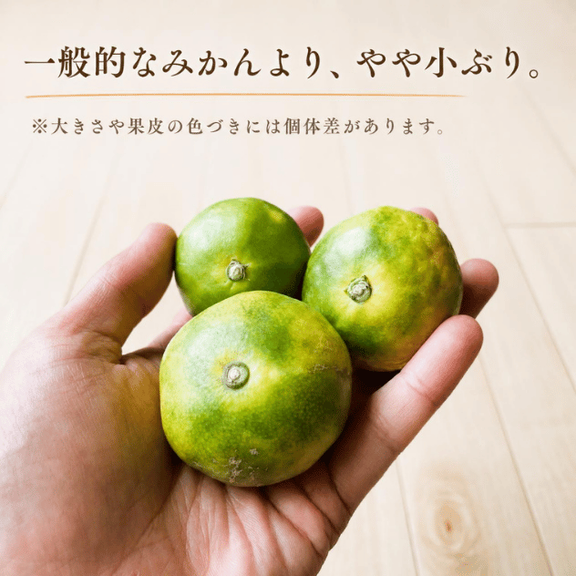 ＜9月下旬～10月中旬発送＞「きみのミカン」（YN26）
