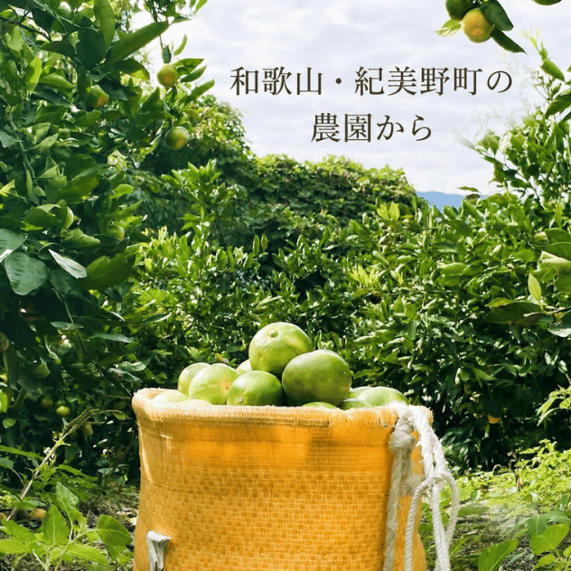 ＜9月下旬～10月中旬発送＞「きみのミカン」（YN26）