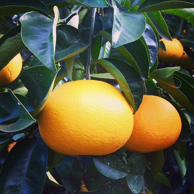 ��<<���ߤΥե롼�ġ�����ء�>>1ǯʬ��10�󥳡�����