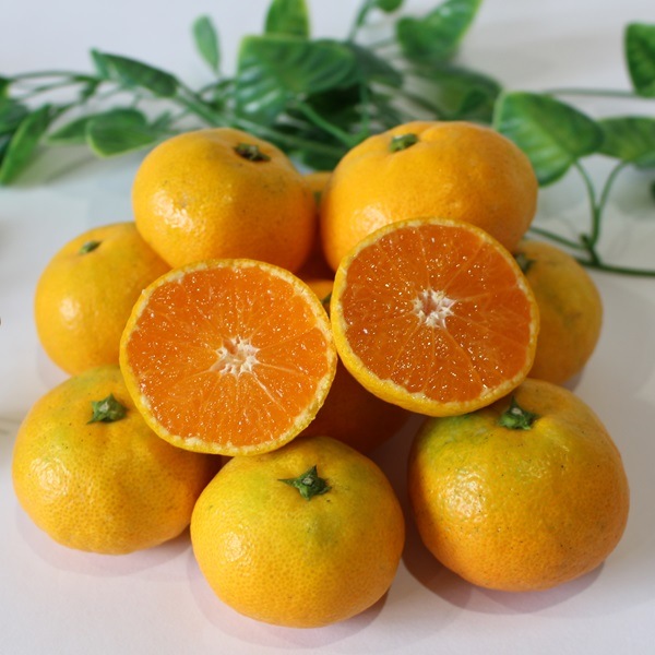 ��<<���ߤΥե롼�ġ�����ء�>>1ǯʬ��10�󥳡�����