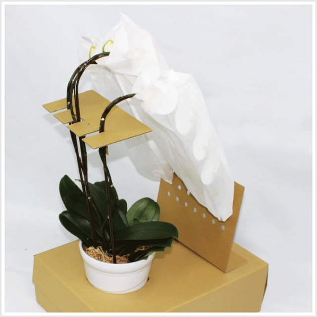 �����祦����ѻ޻٤�.