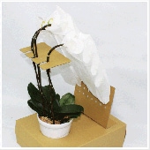 �����祦����ѻ޻٤�.