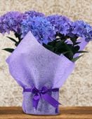 �����ȥХƥ��å�