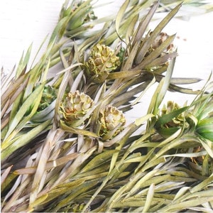 եȥꥰʥࡦաڥɥ饤ե ޥåɥѡ