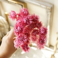 ミニシルバーデイジー　全7色【ドライフラワー アロマワックスサシェ キャンドル制作用】