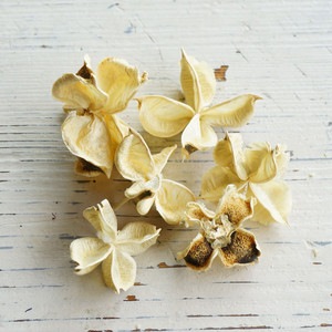 勵顡ʥۥ磻ȡڥɥ饤ե ޥåɥѡ