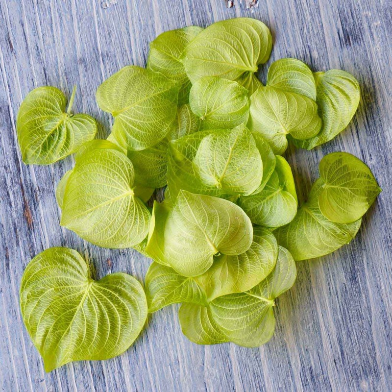 ϡȥ꡼աץꥶ֥ɡڥɥ饤ե ޥåɥѡ