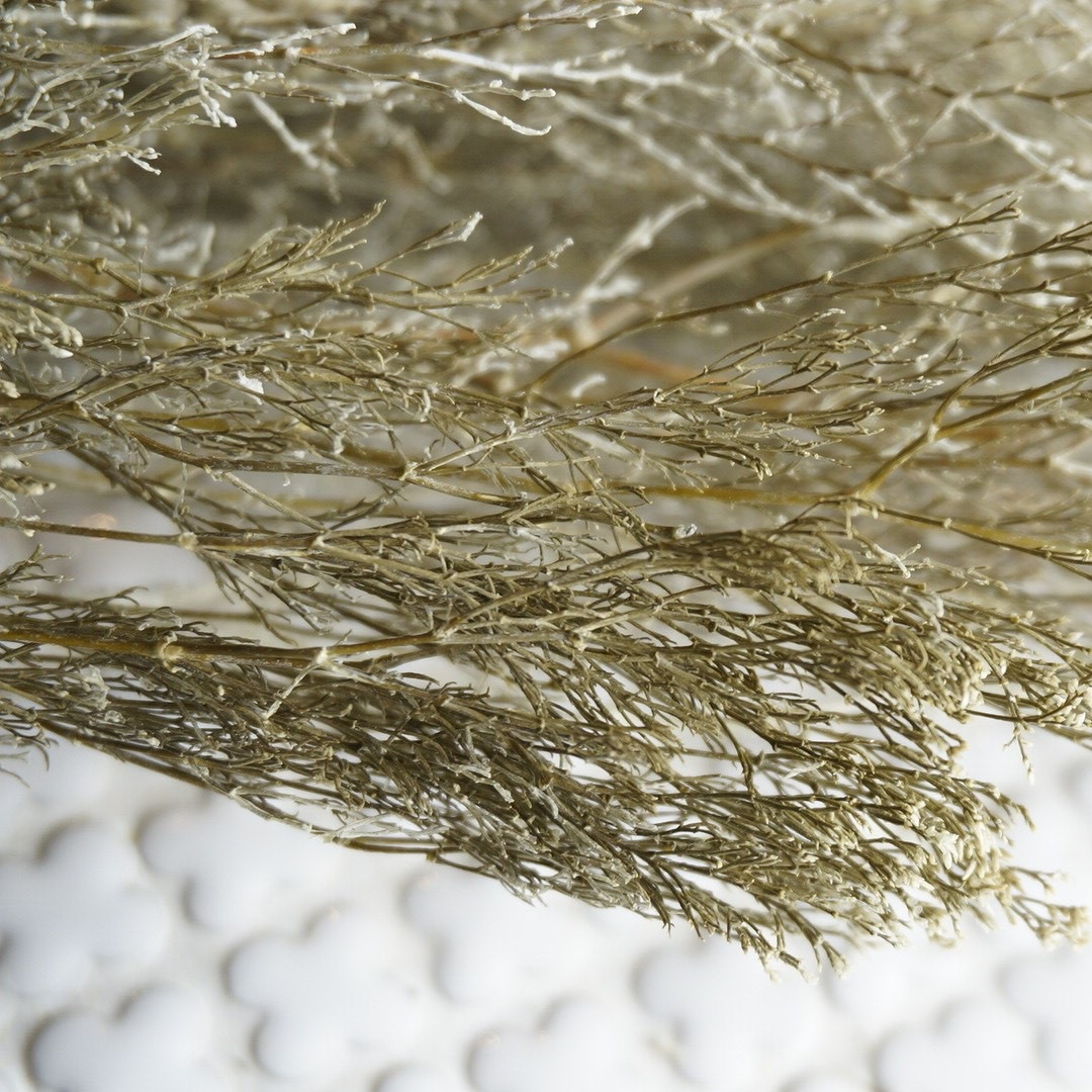 ԥ 3ڥץꥶ֥ɥե ޥå ɥѡ