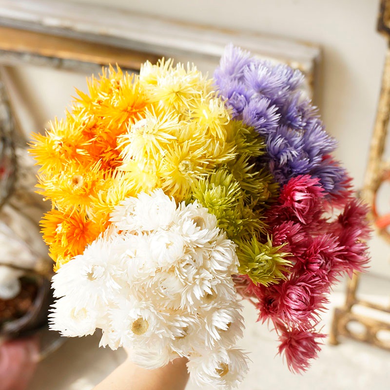 ߥ˥Сǥ7ڥɥ饤ե ޥå ɥѡ