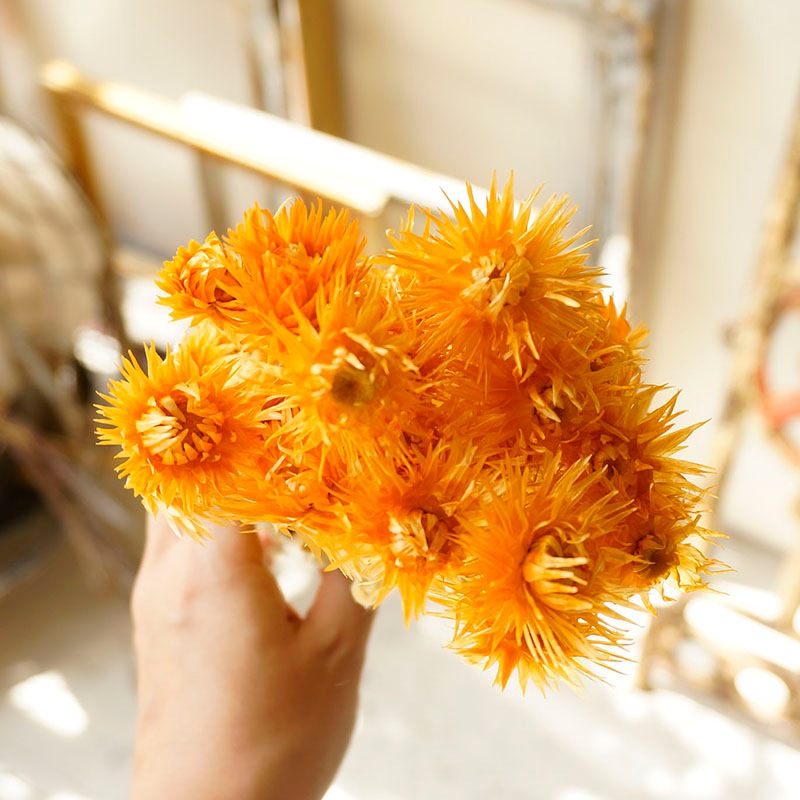 ߥ˥Сǥ7ڥɥ饤ե ޥå ɥѡ