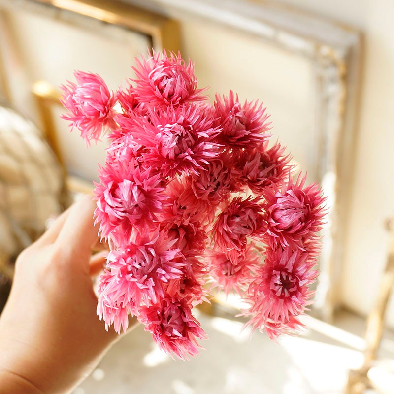 ߥ˥Сǥ7ڥɥ饤ե ޥå ɥѡ