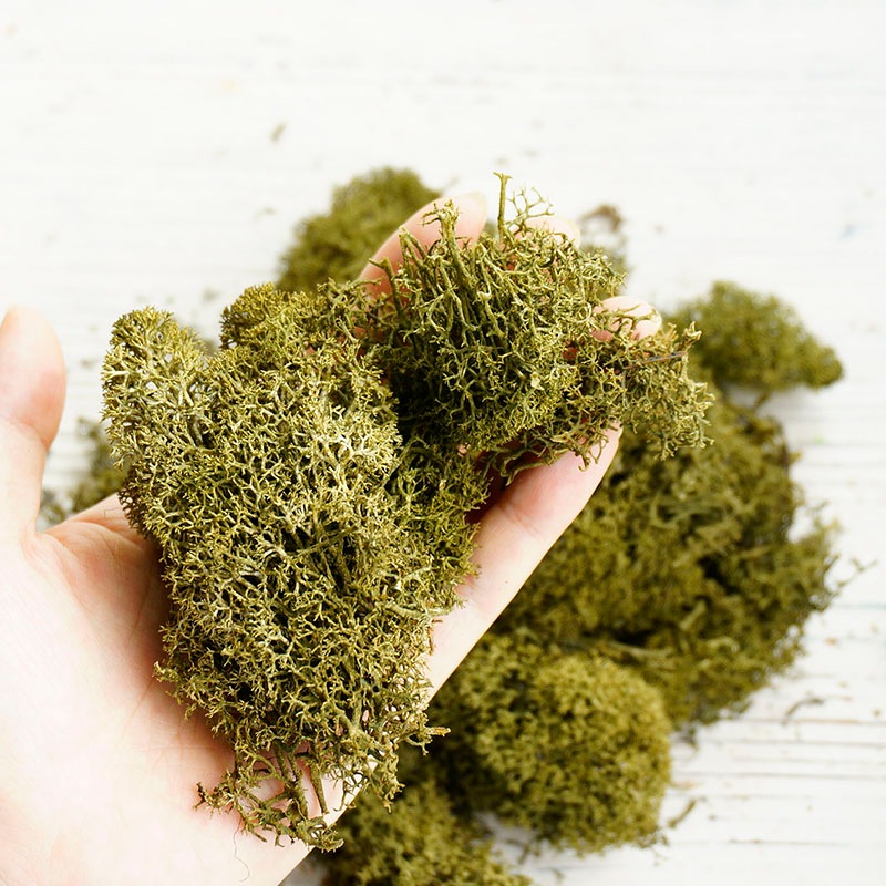 ɥ⥹2ڥɥ饤եޥåɥѡ