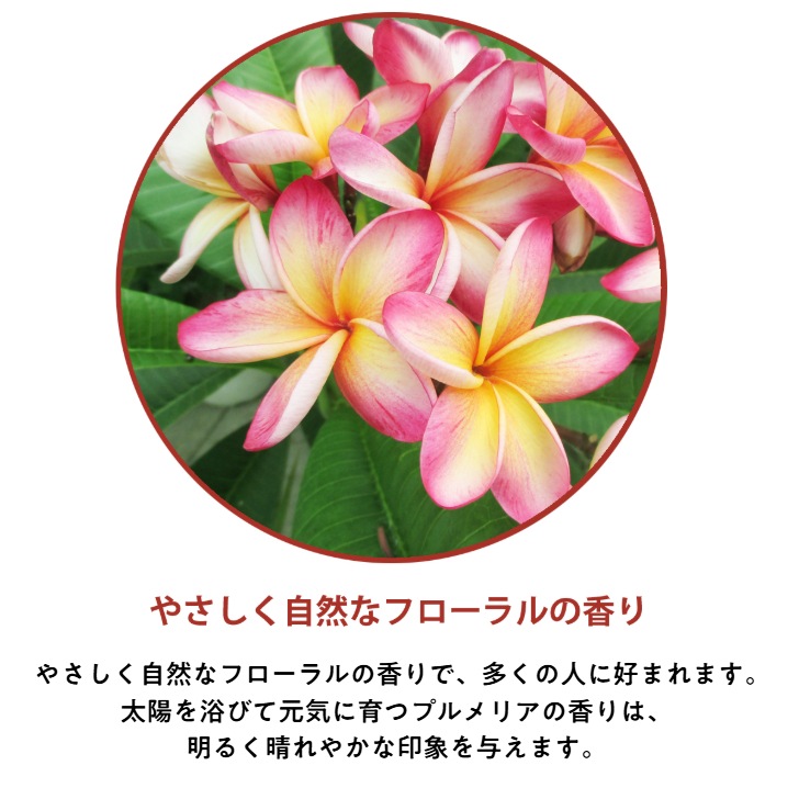 �ڥ����ɥ��ѡ��񻺡ۥ����ޥ����롡�ץ��ꥢ��30ml:100ml:500ml��