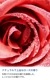 �ڥ����ɥ��ѡ������ɥ��������ڹ񻺡ۥ����ޥ����롡Red Roses (JM Type)��20ml:100ml��