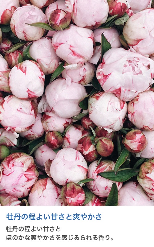 ڥɥѡɥڹ񻺡ۥޥ롡Peony (L Type)20ml:100ml