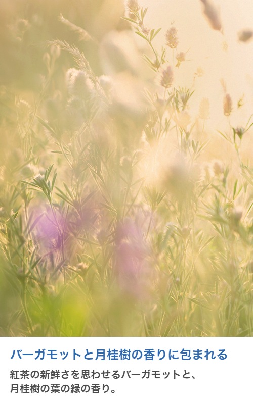 �ڥ����ɥ��ѡ������ɥ��������ڹ񻺡ۥ����ޥ����롡The Noir 29 (Le Type)��20ml:100ml��