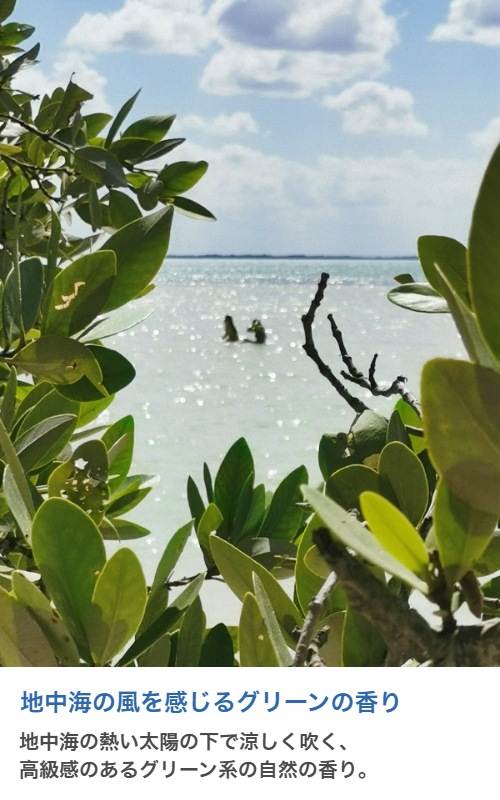 �ڥ����ɥ��ѡ������ɥ��������ڹ񻺡ۥ����ޥ����롡Mirto (AP Type)��20ml:100ml��