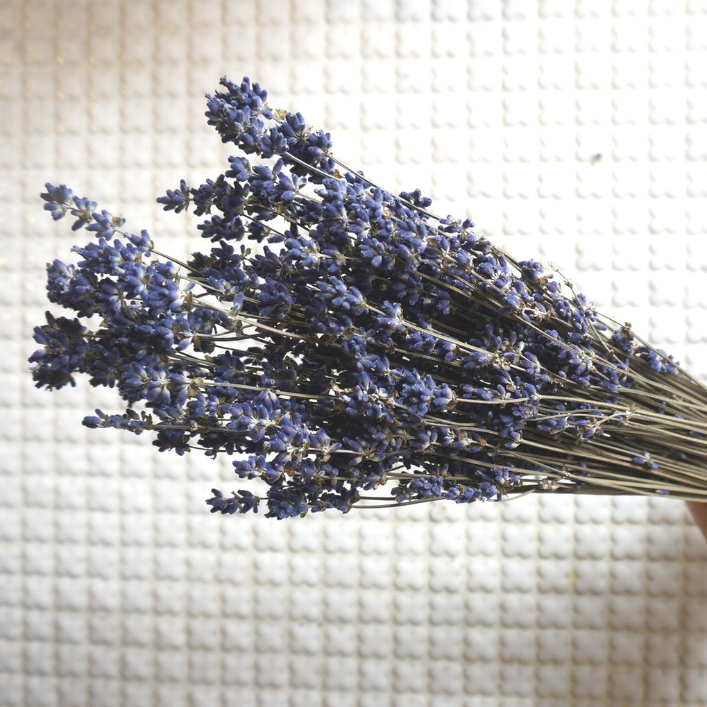 ٥ ڥޥå ɥ ɥ饤ե