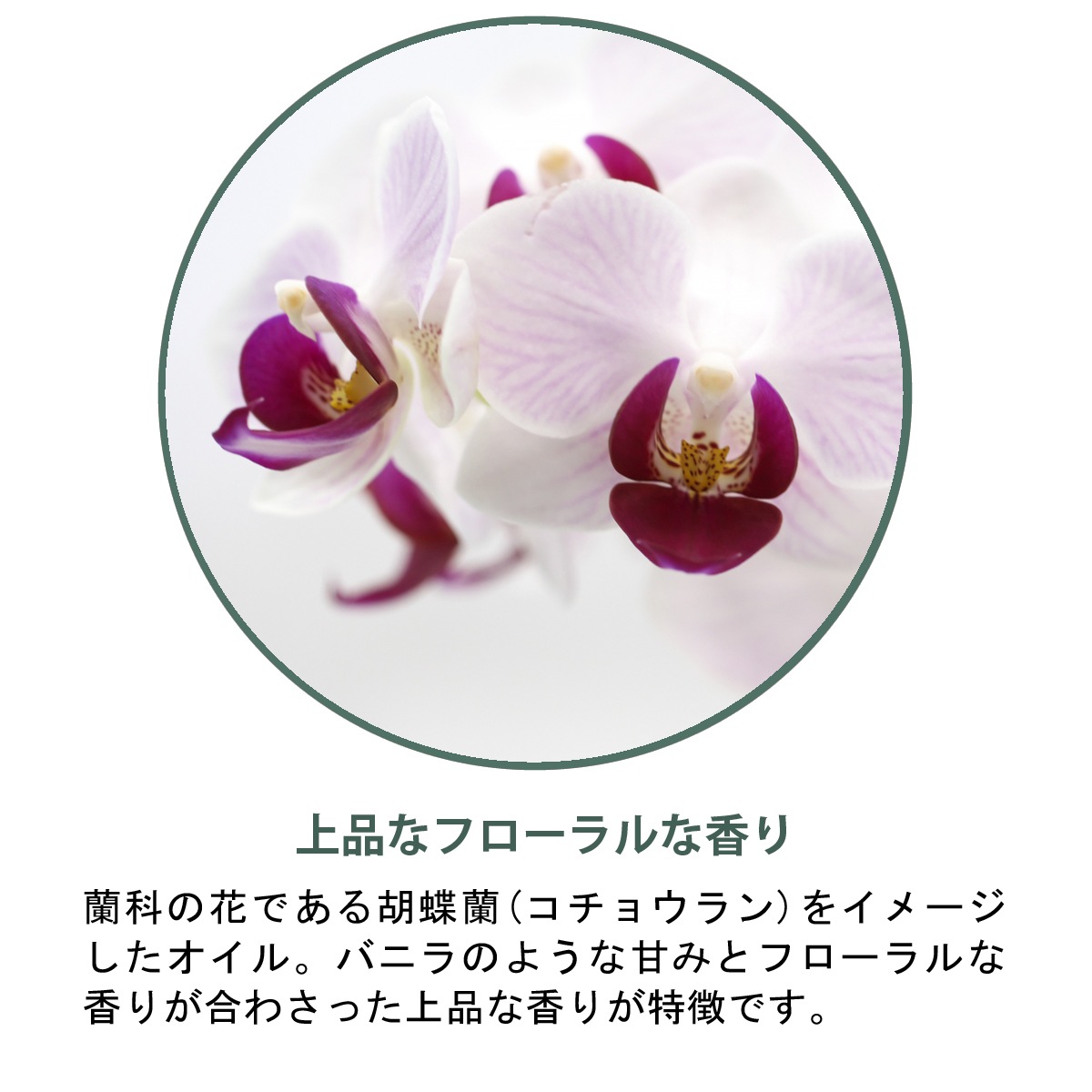 �ڥ����ɥ��ѡ��ե�󥹻��ۥ����ޥ����롡���륯�������å�/Silk Orchid��30ml:100ml��