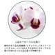 �ڥ����ɥ��ѡ��ե�󥹻��ۥ����ޥ����롡���륯�������å�/Silk Orchid��30ml:100ml��