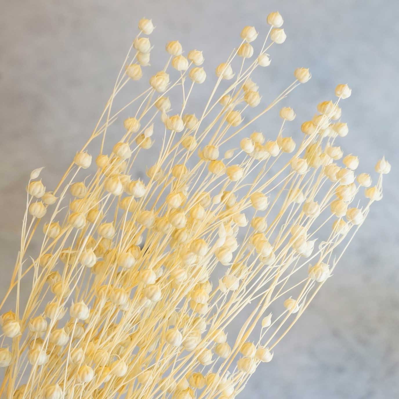 եۥ磻ȡڥɥ饤ե ޥåɥѡ