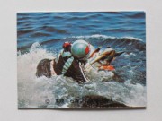 昭和　カルビー　仮面ライダーカード（No.200〜299） 昭和 カルビー 仮面ライダーカード（No.200〜299） 旧カルビー