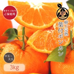 ���� �ݥ󥫥� ����̵�� ¿���������ꤴ������ 3kg
