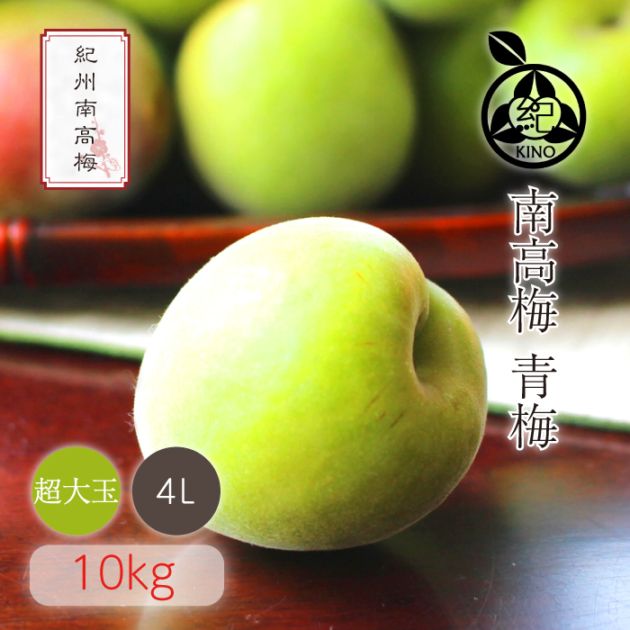【予約販売】南高梅 　青梅　L～4L混合 無選別　10㌔ 生南高梅熟青梅4Lサイズ優品 | おいしく食べて和歌山モール