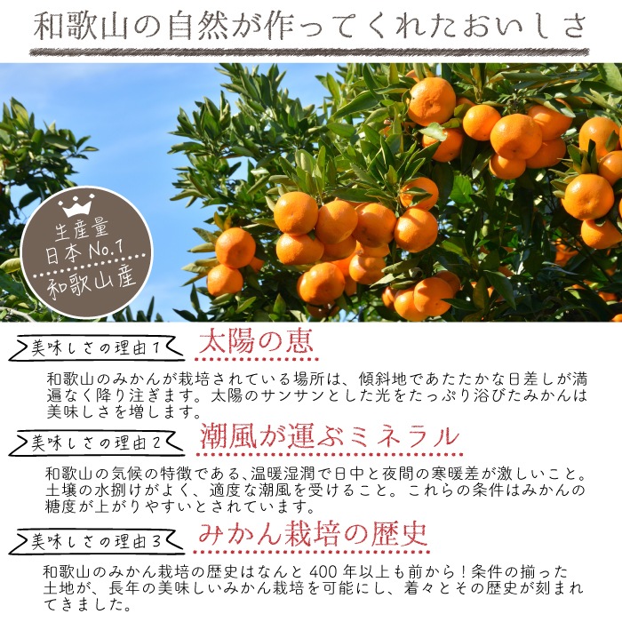 �� �͡��֥�� L~3L ������ 5kg �ۤ�������