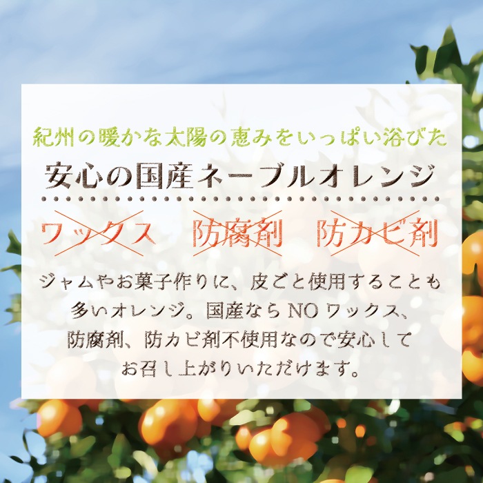 �� �͡��֥�� L~3L ������ 10kg �ۤ�������