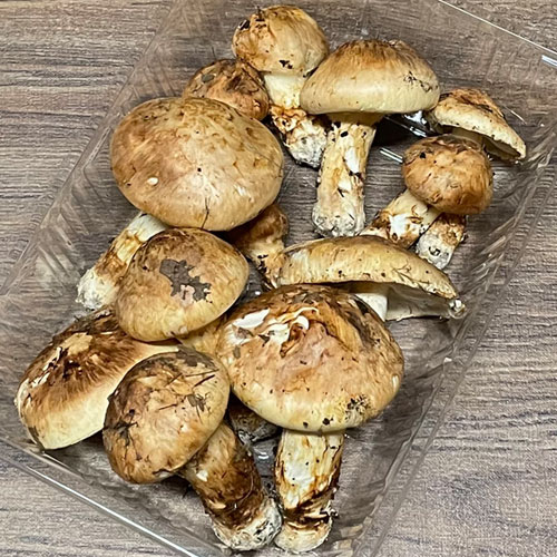 限定2個！14日採取 マツタケモドキ 230g
