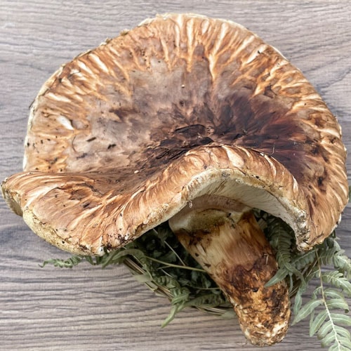 限定1個！ 7日採取 松茸・特大ヒラキ 400g