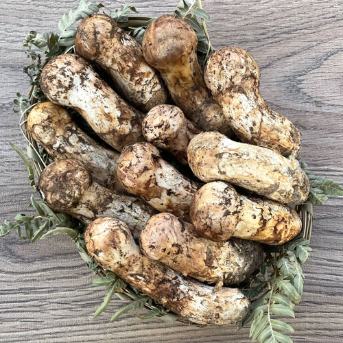 限定1個！ 8日採取 松茸・Cコロ 300g