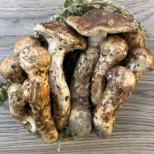 限定1個！ 9日採取 松茸C：混合 300g
