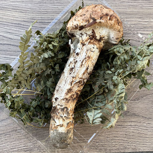 岩手県産マツタケ766g ツボミ、ヒラキ 即日発送可】 松茸 国産【岩手産