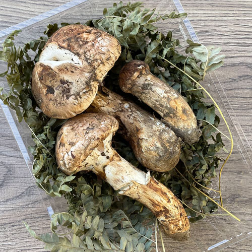 限定3個！ 13日採取 松茸・訳あり品 200g