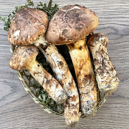 北海道　松茸　300g 訳あり③ 北海道 松茸 300g 訳あり③ 楽天市場】松茸 訳ありの通販