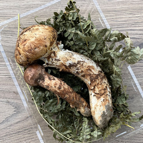 ‼️訳あり‼️480グラム‼️松茸‼️ ブータン生松茸訳ありセット 1kg | ブータン松茸SHOP