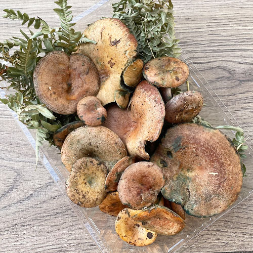 初茸画像: ハツタケの食べ方 _ ハツタケ Lactarius lividatus ベニタケ科 Russulaceae – ZPFQL