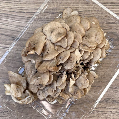 限定1個！14日採取 千本しめじB品 350g